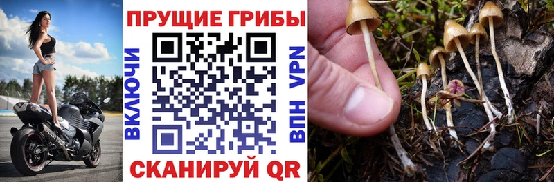 МЕГА зеркало  Палласовка  Псилоцибиновые грибы Psilocybine cubensis  мориарти формула  цена наркотик 